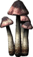 Bleeding Crown