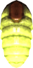 Firefly