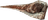 Vatyr Ear