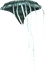 Fog Sponge