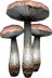 Stain Mushroom