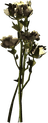 Tundra Cotton