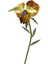 Dragon's Tongue