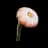 Young Cotton Anemone