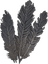 Feathers