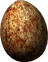 Pine Thrush Egg
