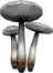 Leucoagaricus