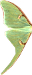 Luna Moth Wing
