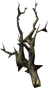 Canis Root