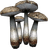 Laundress Mushroom