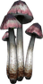 Sporecrown