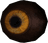 Eye of Sabre Cat
