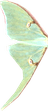 Moth Wing