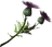 Thistle Branch