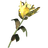 Yellow Mountain Flower