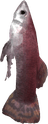 Dried Firefin