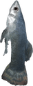 Dried Jagfin