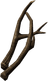 Small Antlers