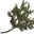 Chokeweed