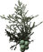 Juniper Berries