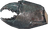 Crab Shell