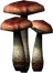 Fly Amanita