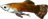 Histcarp