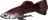Cyrodilic Spadetail