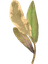 Elves Ear