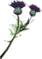 Thistle