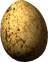 Hawk's Egg