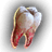 Tooth