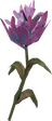 Purple Malphas Flower