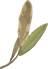 Aeterna Ears