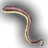 Rat's Tail