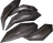 Bear Claw