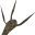 Corkbulb Root