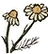 Chamomile