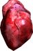 Human Heart