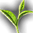 Tea Herbs