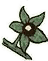 Belladonna
