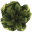 Scrib Cabbage