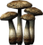 Namira's Rot