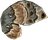 Ancestor Moth Wing