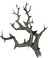 Salt Root