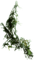 Hanging Moss