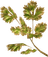 Frost Mirriam