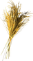 Wheat
