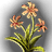 Stardust Herb