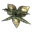 Treated Bittergreen Petals